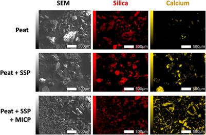 Effect of Scallop Powder Addition on MICP Treatment of Amorphous Peat